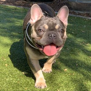 Meet your Posher, Ally